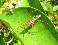 Zelus armillatus