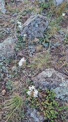 Glandularia platensis