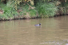 Fulica atra australis