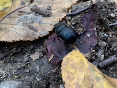 Geotrupes splendidus