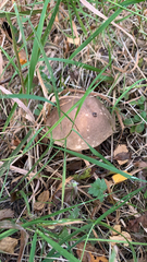 Leccinum scabrum