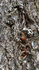 Cryptoporus volvatus