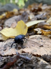 Geotrupes splendidus