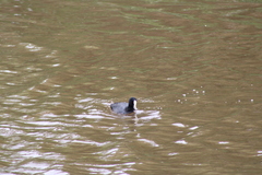 Fulica atra australis