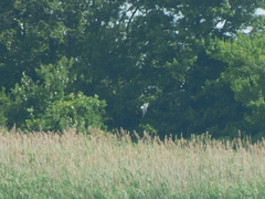 Leucophaeus atricilla