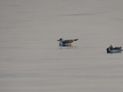 Larus californicus
