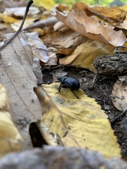 Geotrupes splendidus