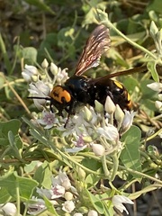 Megascolia maculata maculata