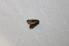 Phosphila turbulenta