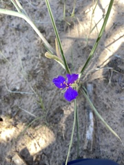 Tradescantia occidentalis