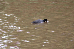 Fulica atra australis