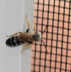 Halictus rubicundus