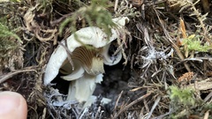 Cantharellus subalbidus