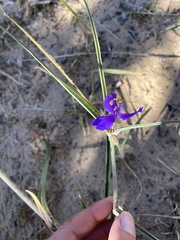 Tradescantia occidentalis