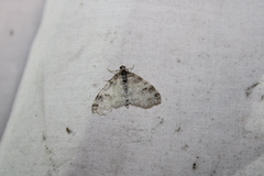 Lobophora nivigerata