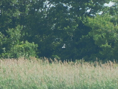 Leucophaeus atricilla