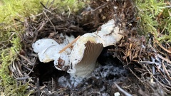 Cantharellus subalbidus