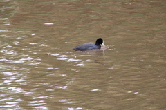 Fulica atra australis