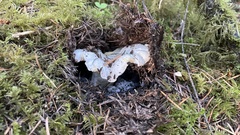 Cantharellus subalbidus