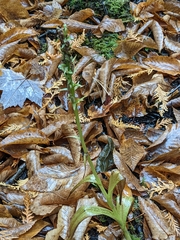 Platanthera huronensis