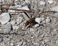 Euodynerus crypticus