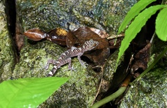 Cyrtodactylus wayakonei