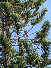 Falco longipennis