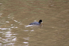 Fulica atra australis