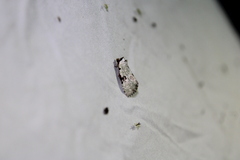 Leuconycta diphteroides