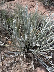 Euphorbia lomelii