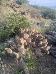 Opuntia pycnantha