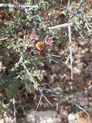 Krameria bicolor