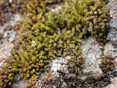 Grimmiaceae