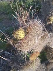 Opuntia pycnantha