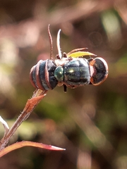 Entomophthora muscae