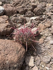 Ferocactus gracilis