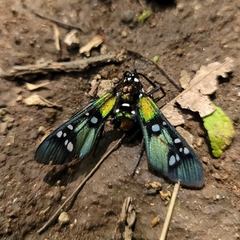 Chrysocale principalis