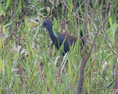 Pardirallus nigricans