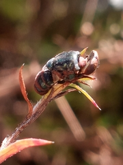 Entomophthora muscae