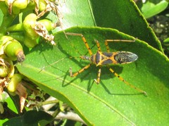 Zelus armillatus