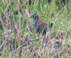 Pardirallus nigricans