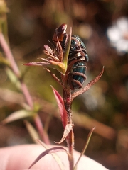 Entomophthora muscae