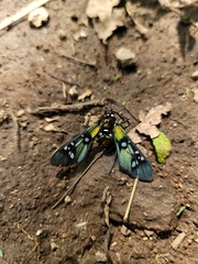 Chrysocale principalis