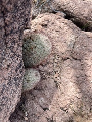 Mammillaria dioica dioica