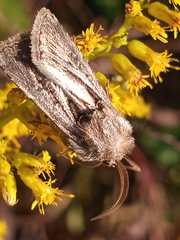 Agrotis gladiaria