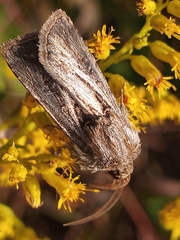 Agrotis gladiaria