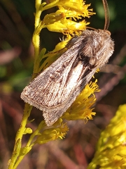 Agrotis gladiaria