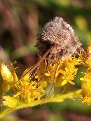 Agrotis gladiaria