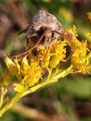 Agrotis gladiaria