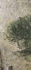 Frullania eboracensis